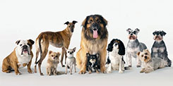 Dogs Welcome